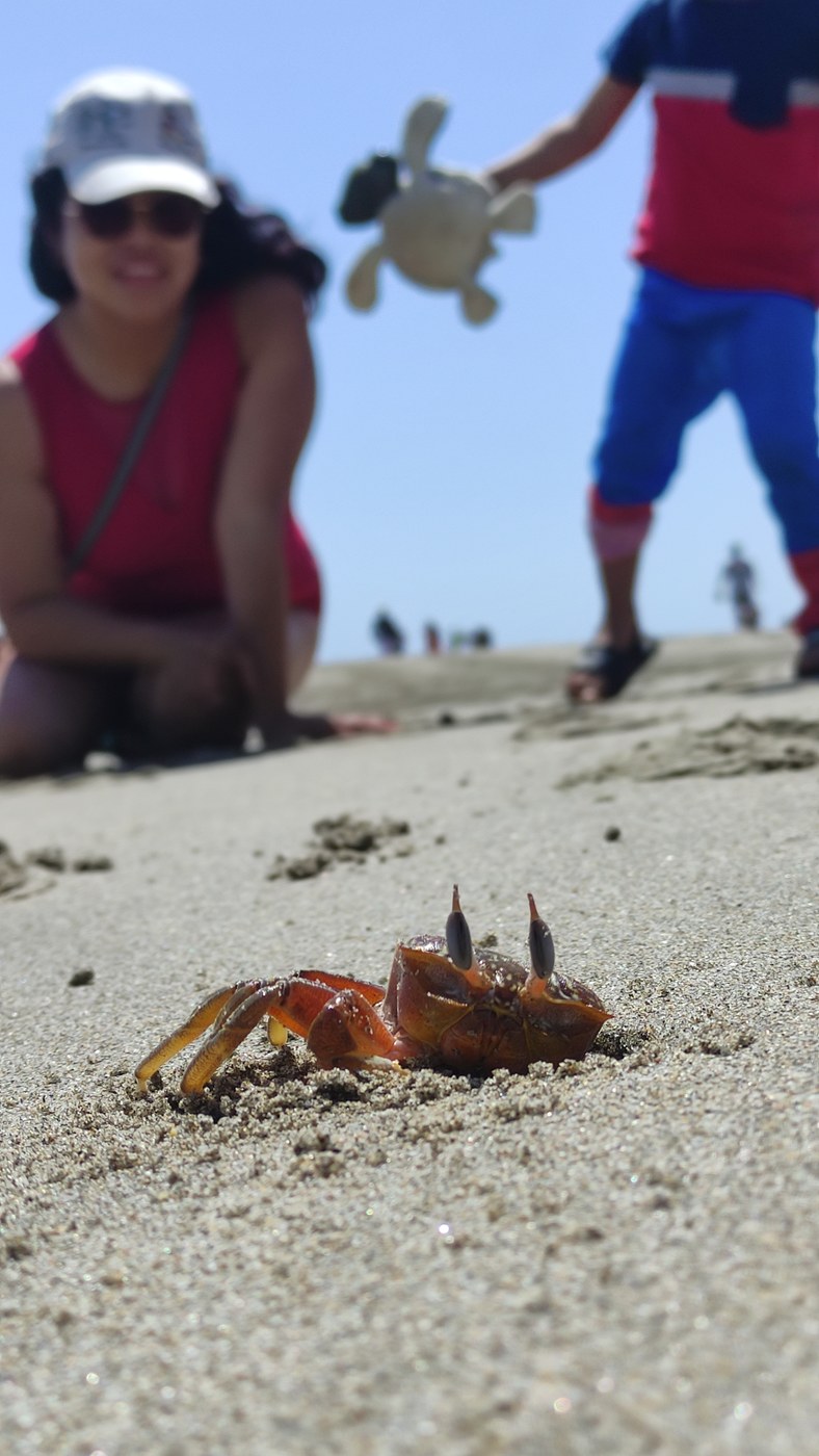 Viajero en playa de Vichayito, Perú, junto a un cangrejo